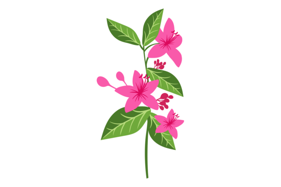 Blooming Tropical Plant with Pink Flower Graphics and Illustrations