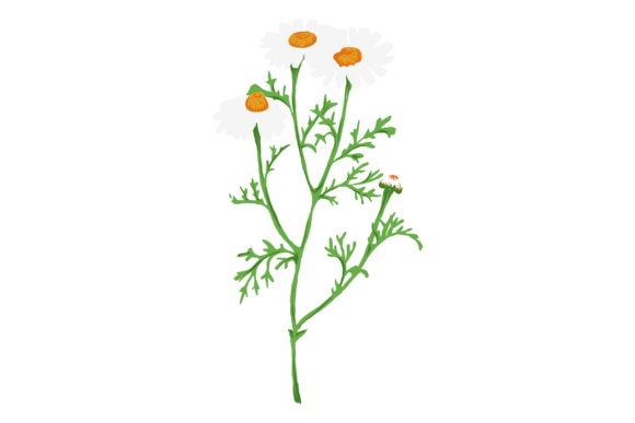 Chamomile Herb. Cute White Meadow Flower Graphics & Illustrations Review