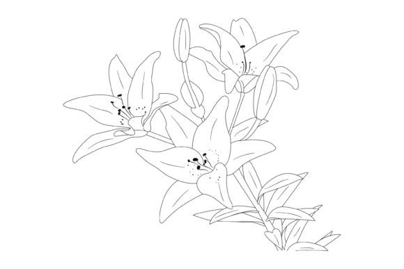 Lily Flower Vector Illustrations Graphics and Freebies Review