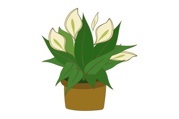 Peace Lily Vase - Spathiphyllum Wallisii Graphics & Illustrations Review