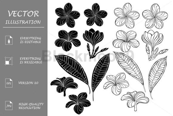 Set of Contour Plumeria Graphics for Stunning Illustrations
