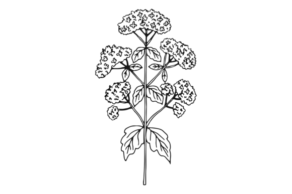 Valerian Herb. Blooming Natural Plant Fl Graphics and Illustrations Review