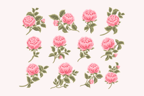 Vintage Spring Pink Peony Flower Element Graphics and Illustrations Review