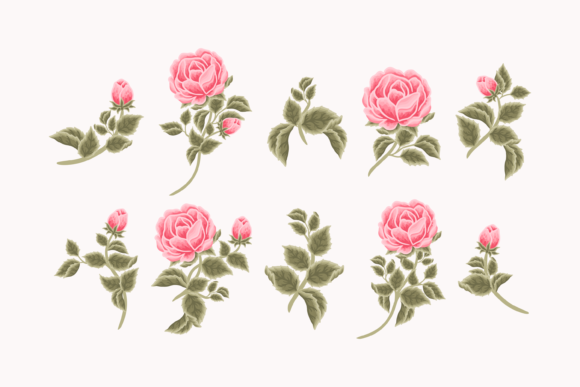 Vintage Spring Pink Rose Flower Elements for Graphics and Illustrations