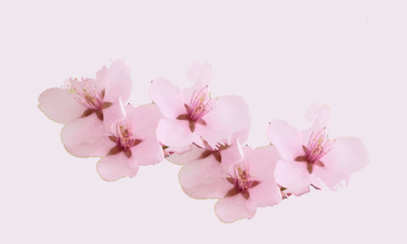 Watercolor Cherry Blossom Painting Art Graphics & Illustrations