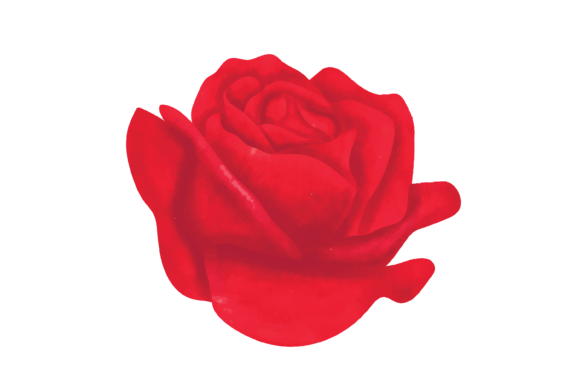 Watercolor Rose Flower: A Designer's Review