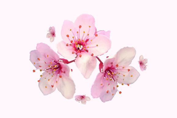 Watercolor Sakura Cherry Blossom Flower Graphics and Illustrations Review